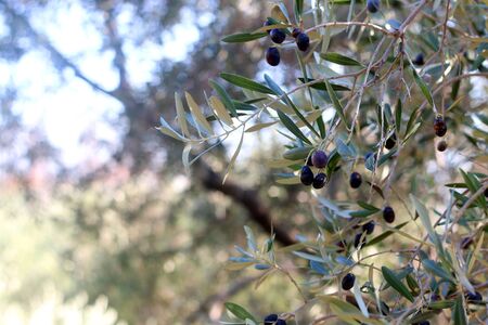Organic olives on a tree. Selective focus.の写真素材