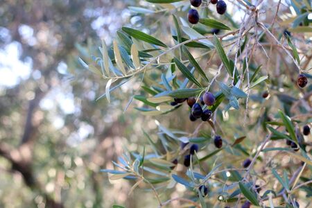Organic olives on a tree. Selective focus.の写真素材