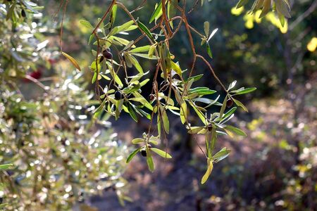 Organic olives on a tree. Selective focus.の写真素材
