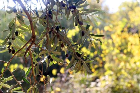 Organic olives on a tree. Selective focus.の写真素材