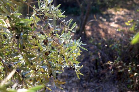 Organic olives on a tree. Selective focus.の写真素材