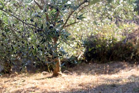Organic olives on a tree. Selective focus.の写真素材
