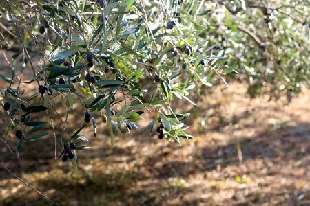 Organic olives on a tree. Selective focus.の写真素材