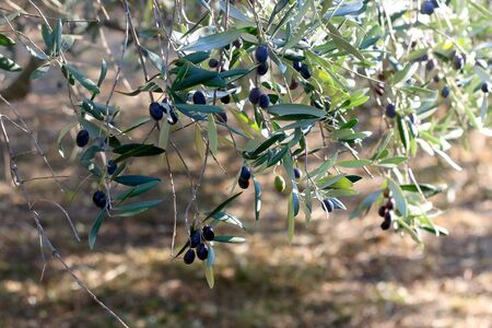 Organic olives on a tree. Selective focus.の写真素材