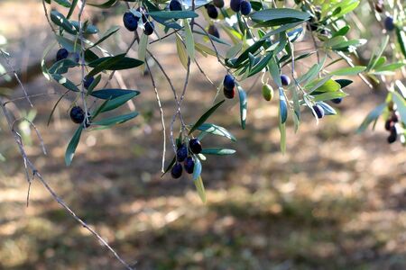 Organic olives on a tree. Selective focus.の写真素材