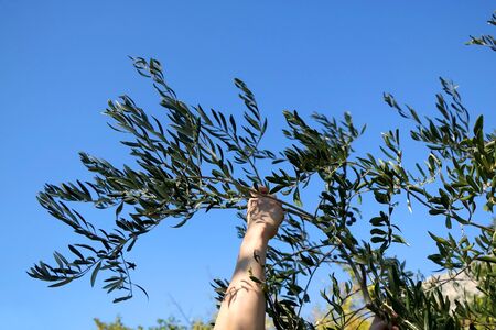 Unrecognizable person handpicking olives. Traditional harvest in Dalmatia, Croatia.の写真素材