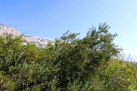 Olive trees in Dalmatia, Croatia.の写真素材