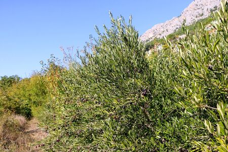 Olive trees in Dalmatia, Croatia.の写真素材