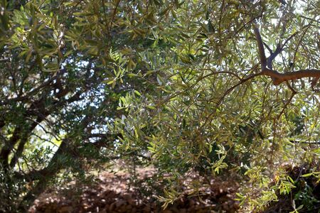 Olive tree in a garden. Selective focus.の写真素材