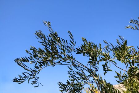 Olive tree branch against bright blue sky.の写真素材