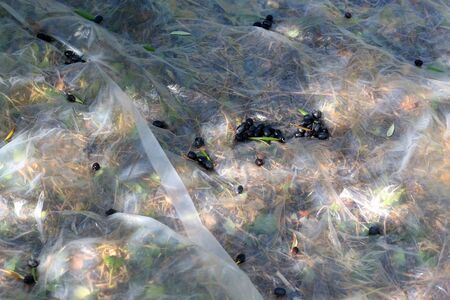 Collecting picked olives on the floor. Traditional olive handpicking in Dalmatia, Croatia. Selective focus.の写真素材