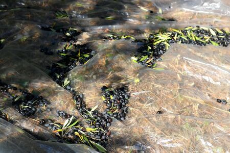 Collecting picked olives on the floor. Traditional olive handpicking in Dalmatia, Croatia. Selective focus.の写真素材