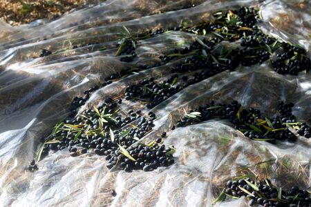 Collecting picked olives on the floor. Traditional olive handpicking in Dalmatia, Croatia. Selective focus.の写真素材