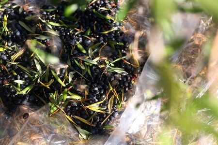 Collecting picked olives on the floor. Traditional olive handpicking in Dalmatia, Croatia. Selective focus.の写真素材