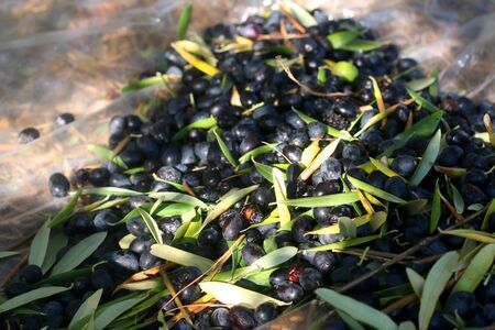 Collecting picked olives on the floor. Traditional olive handpicking in Dalmatia, Croatia. Selective focus.の写真素材