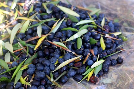 Collecting picked olives on the floor. Traditional olive handpicking in Dalmatia, Croatia. Selective focus.の写真素材