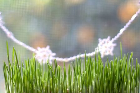 Traditional Christmas wheat growing by the window. Snowflake decoration in the background. Selective focus.の写真素材