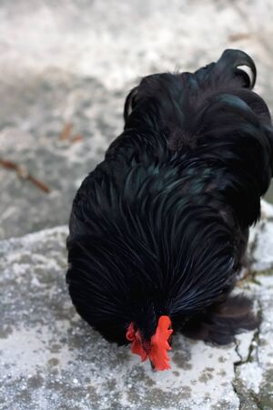 Black free range rooster in a garden. Selective focus.の写真素材