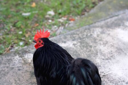 Black free range rooster in a garden. Selective focus.の写真素材