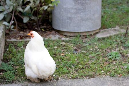 White free range chicken in a garden. Selective focus.の写真素材