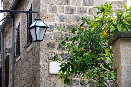 Retro lantern and tangerine tree in front of traditional stone wall in Stari Grad, on island Hvar, Croatia.の写真素材