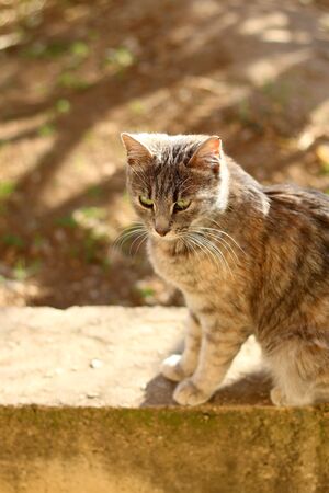 Cute gray cat sitting in a garden. Selective focus.の写真素材