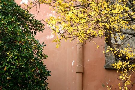 Yellow autumn leaves and pink traditional wall in Stari Grad, on island Hvar, Croatia.の写真素材
