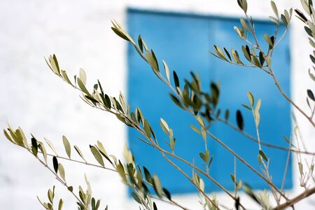 Olive tree branch in traditional Mediterranean garden. Selective focus.の写真素材