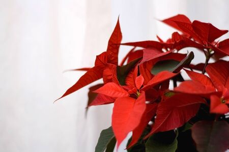 Red Christmas star plant (Poinsettia) at home. Selective focus, white background.の写真素材