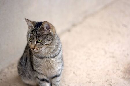 Brown tabby cat sitting outdoor in a yard. Selective focus, copy space.の写真素材