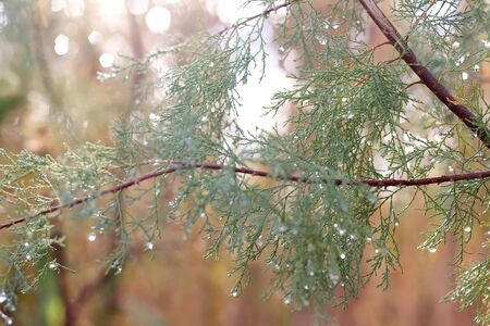 Rain drops on a tree. Close-up, selective focus.の写真素材