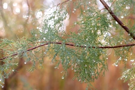 Rain drops on a tree. Close-up, selective focus.の写真素材