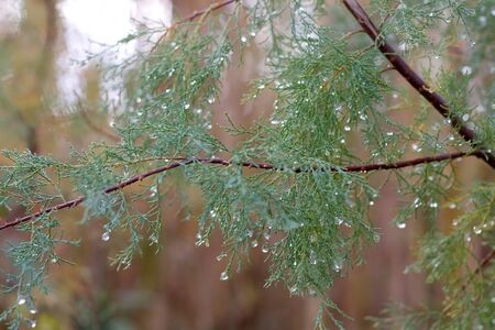 Rain drops on a tree. Close-up, selective focus.の写真素材