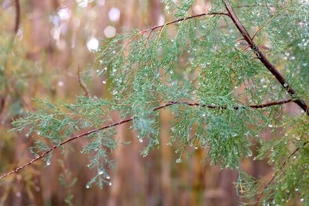 Rain drops on a tree. Close-up, selective focus.の写真素材