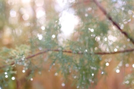 Defocused festive winter background, rain drops on a pine tree.の写真素材