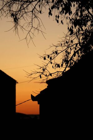 Silhouette of a tree with few autumn leaves at sunset.の写真素材