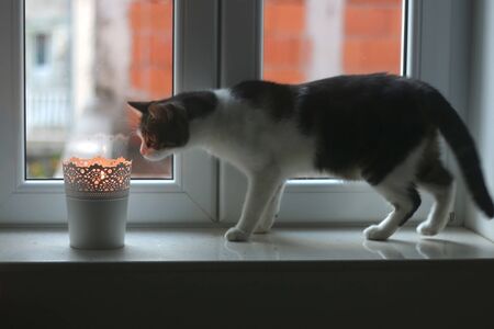 Curious cat looking at a candle light holder on a window sill. Selective focus.の写真素材