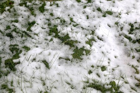 Fresh snow on a grass. Selective focus.の写真素材