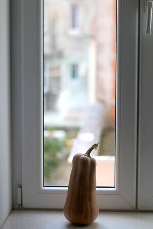Homegrown squash on a window sill. Selective focus.の写真素材