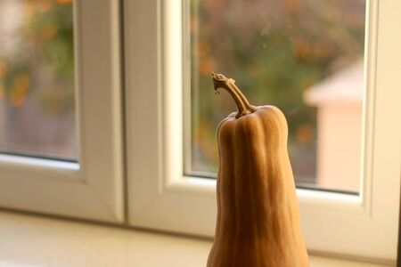 Homegrown squash on a window sill. Selective focus.の写真素材