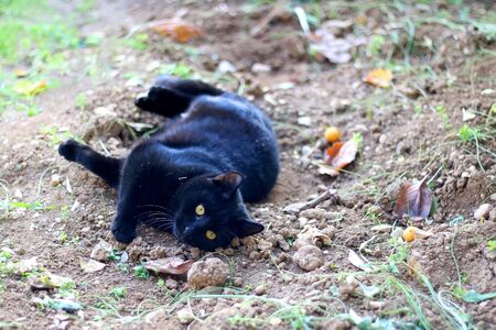 Black cat rolling and playing in the garden. Selective focus.の写真素材
