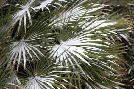 Snow falling on a tropical plant. Unusual weather conditions. Selective focus.の写真素材