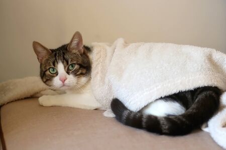 Sleepy tabby cat snuggled on a couch. Selective focus.