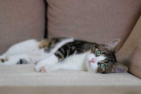 Sleepy tabby cat lying on a couch. Selective focus.の写真素材