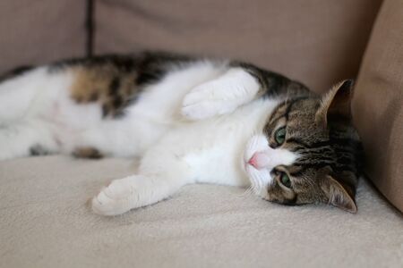 Sleepy tabby cat lying on a couch. Selective focus.の写真素材