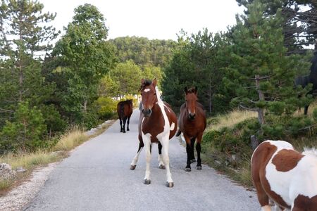 Beautiful wild horses on Biokovo mountain in Dalmatia, Croatia. Selective focus.の写真素材