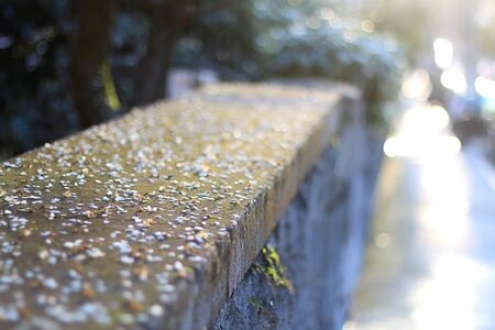 Fallen flower petals on a wall, illuminated by warm sunlight. Selective focus.