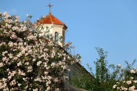 Pale pink nerium flowers and historic church in Split, Croatia.