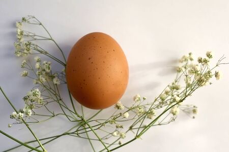 Free range eggs and gypsophila flowers on white background. Top view.の写真素材