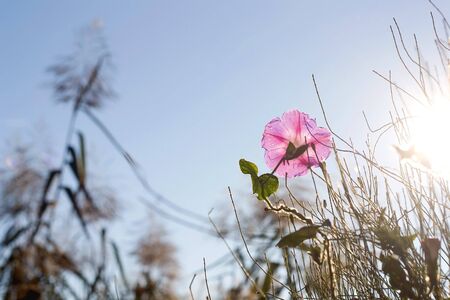 Pink wildflower illuminated by sunlight. Selective focus.